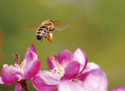 Bee-Friendly Beauty Tips Image